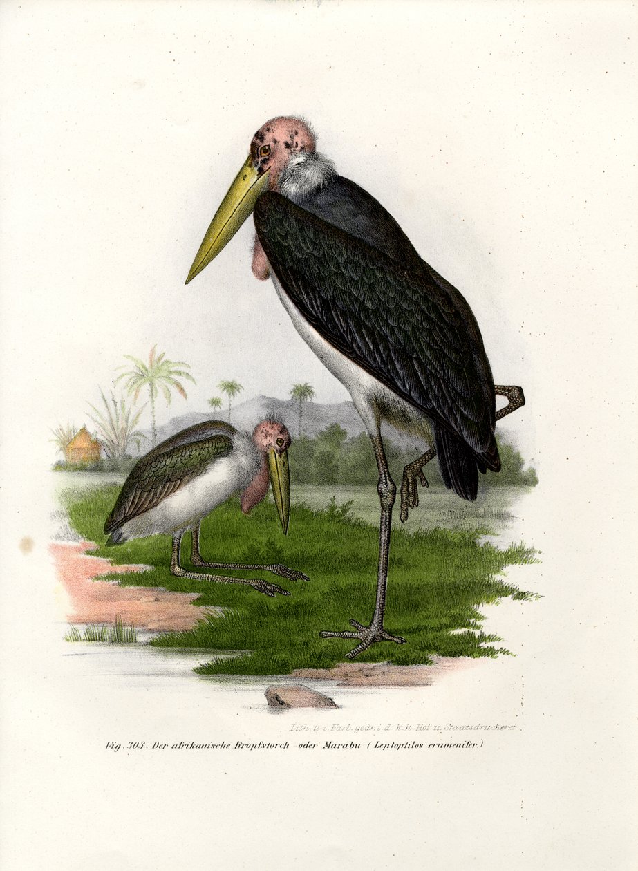 Marabout, 1864 - German School