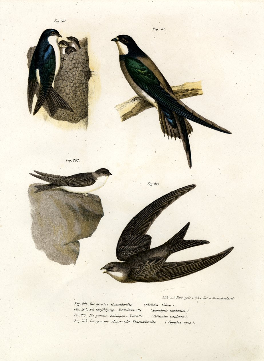 Hirondelle, 1864 - German School