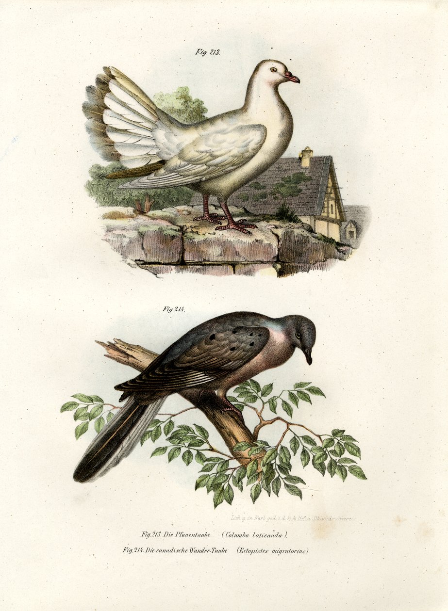 Pigeon paon, 1864 - German School