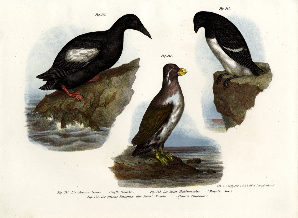 Guillemot colombin, 1864 - German School