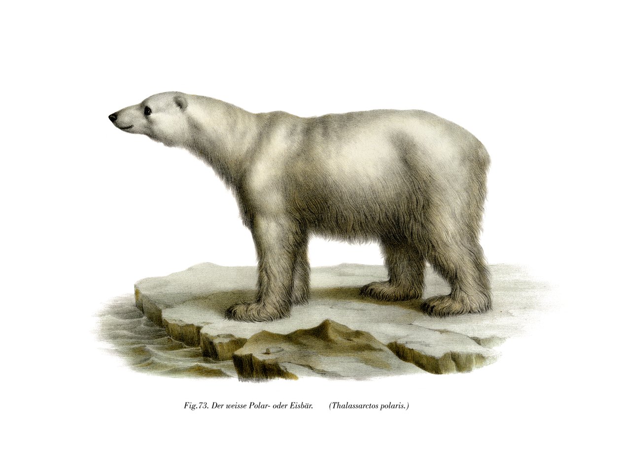 Ours polaire, 1860 - German School