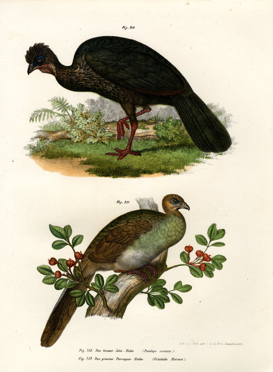 Guan violet, 1864 - German School