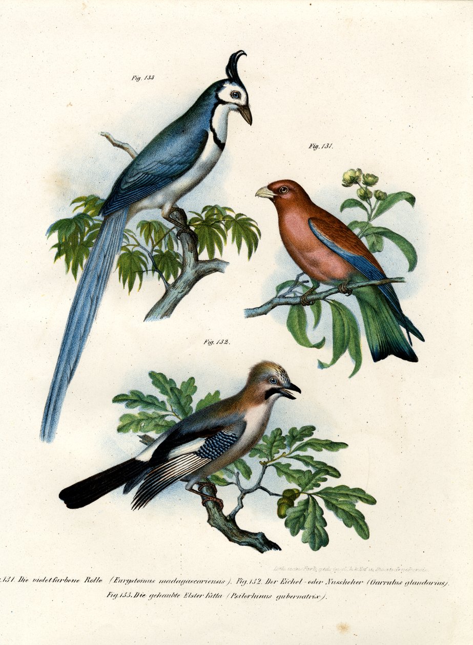 Rollier pourpre, 1864 - German School