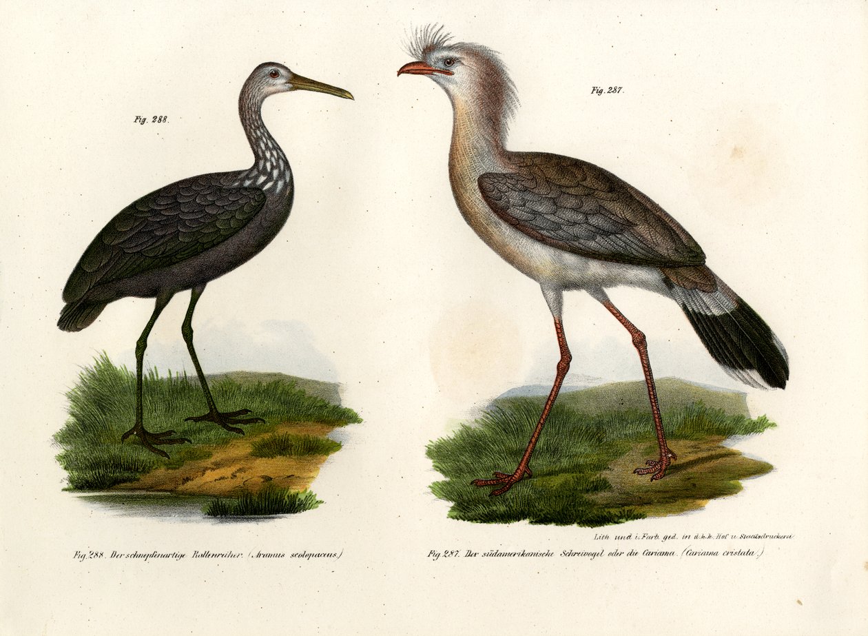 Cariama huppé, 1864 - German School