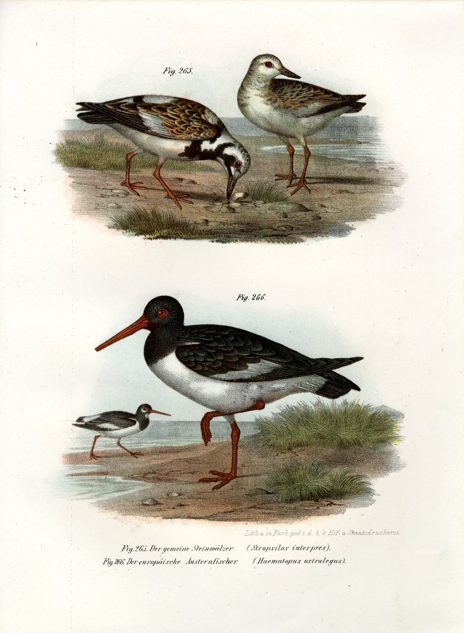 Bécasse des bois, 1864 - German School