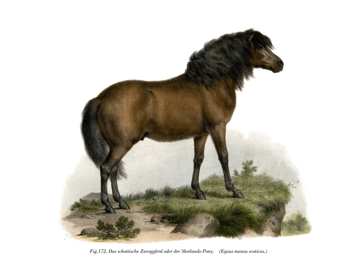 Poney Shetland, 1860 - German School