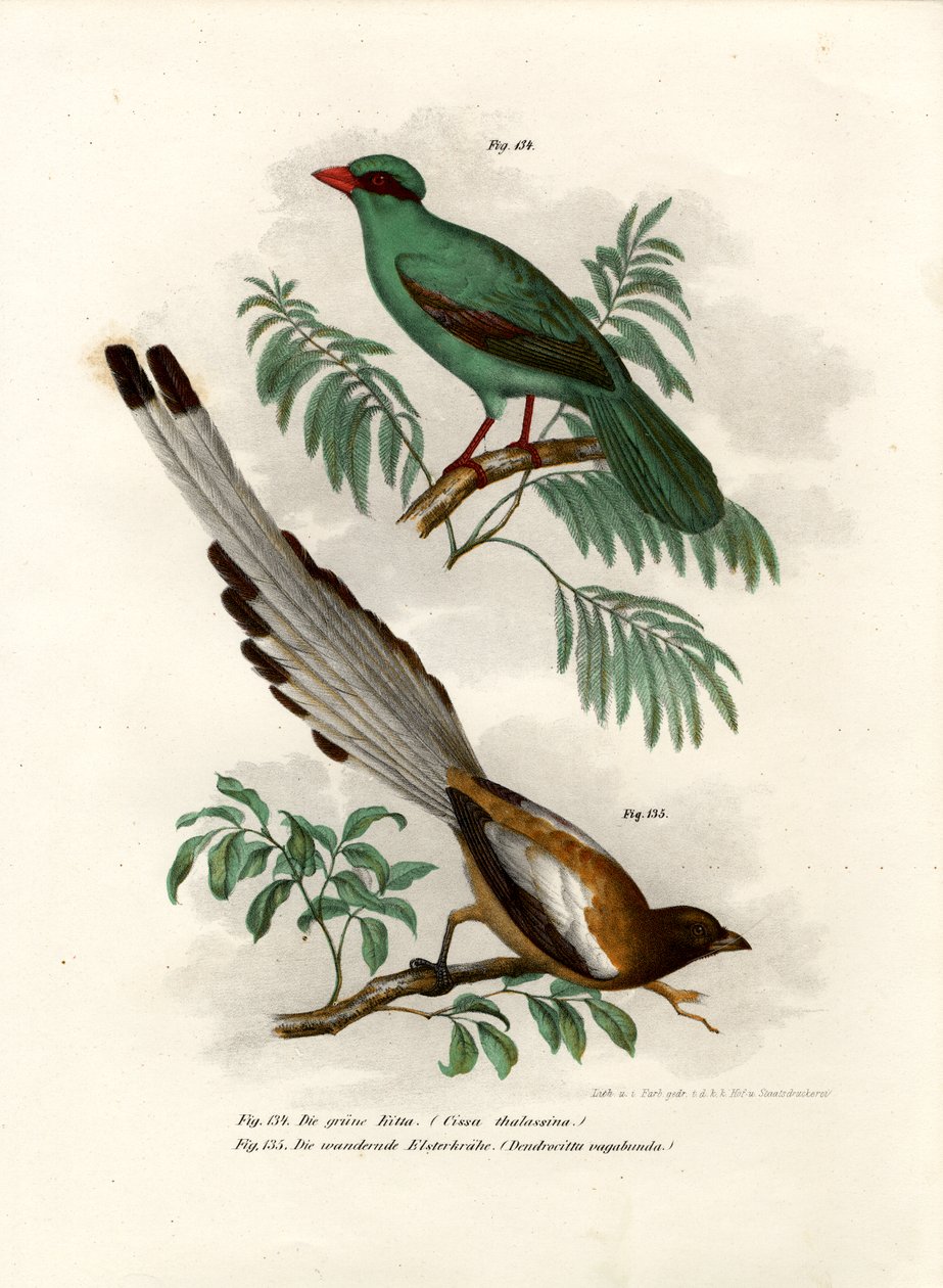 Pie verte à queue courte, 1864 - German School