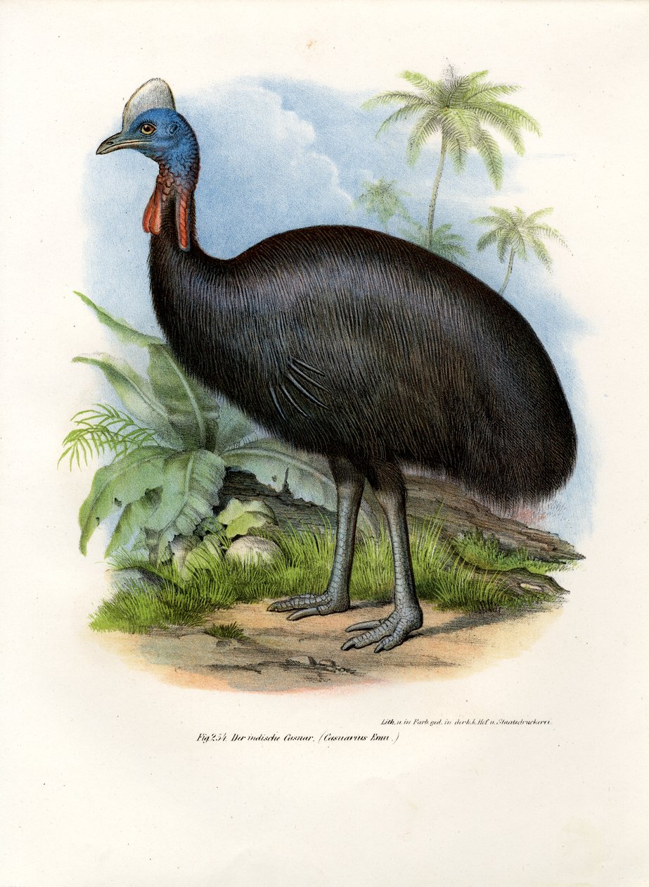 Kiwi, 1864 - German School