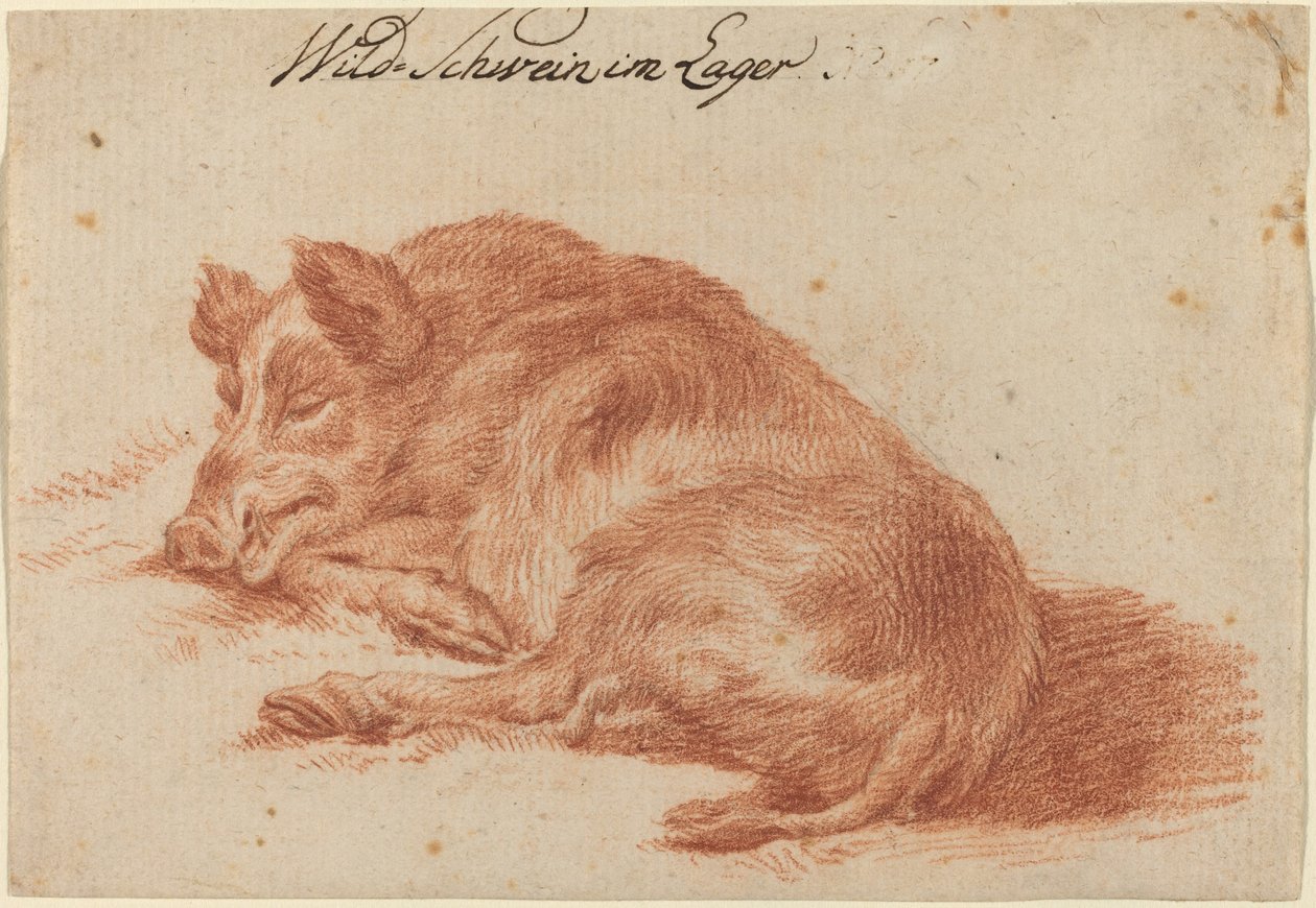 Sanglier - German 18th Century