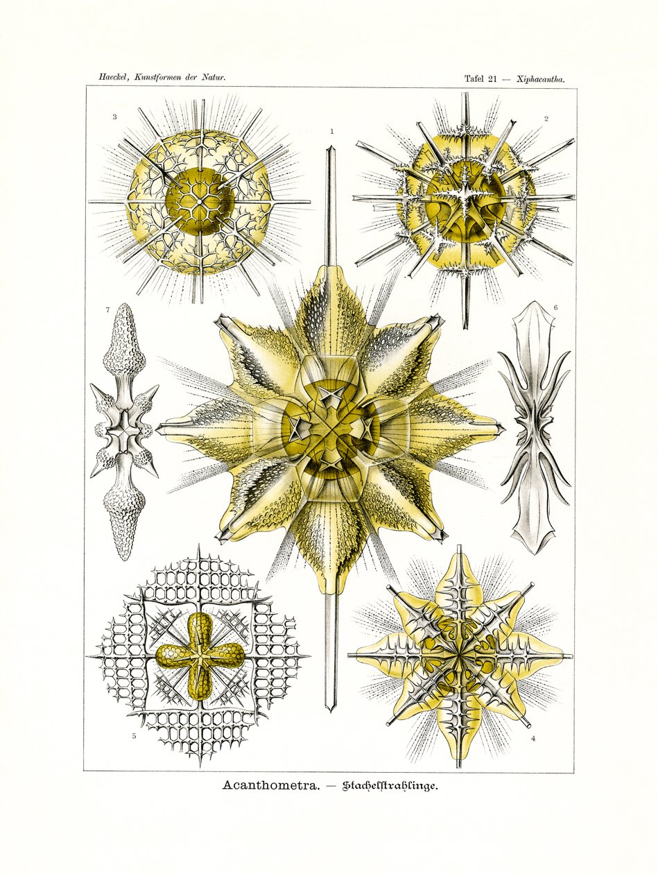 Acanthometra, 1899-1904 - German School