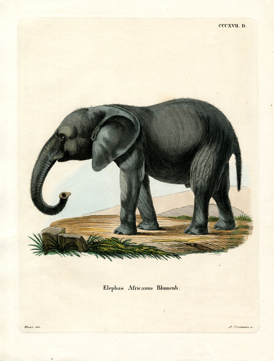 Éléphant Africain - German School