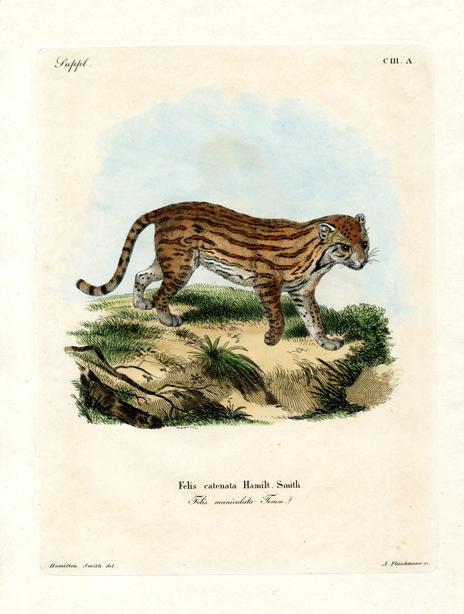 Chat sauvage africain - German School