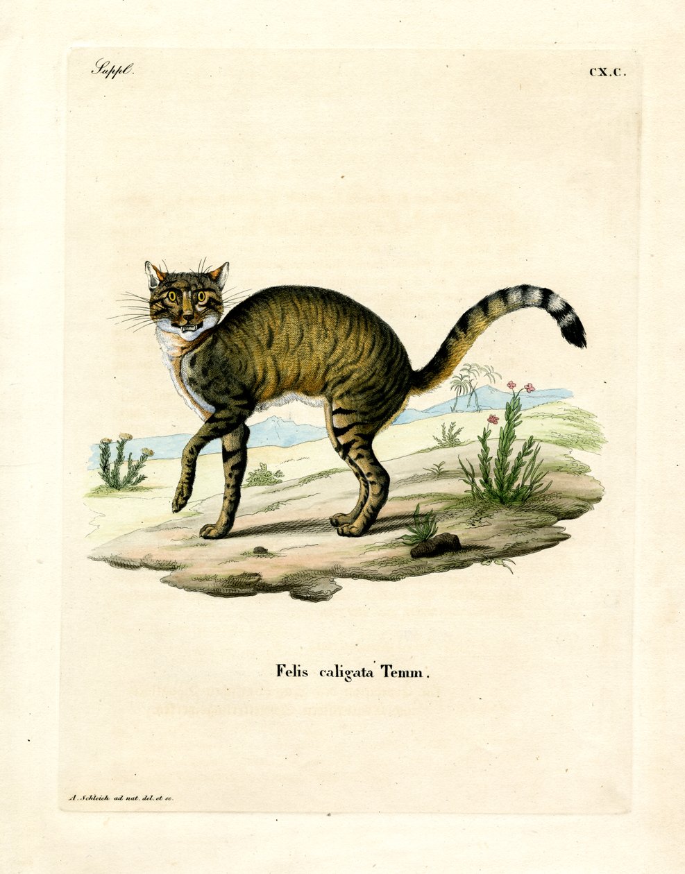 Chat sauvage africain - German School