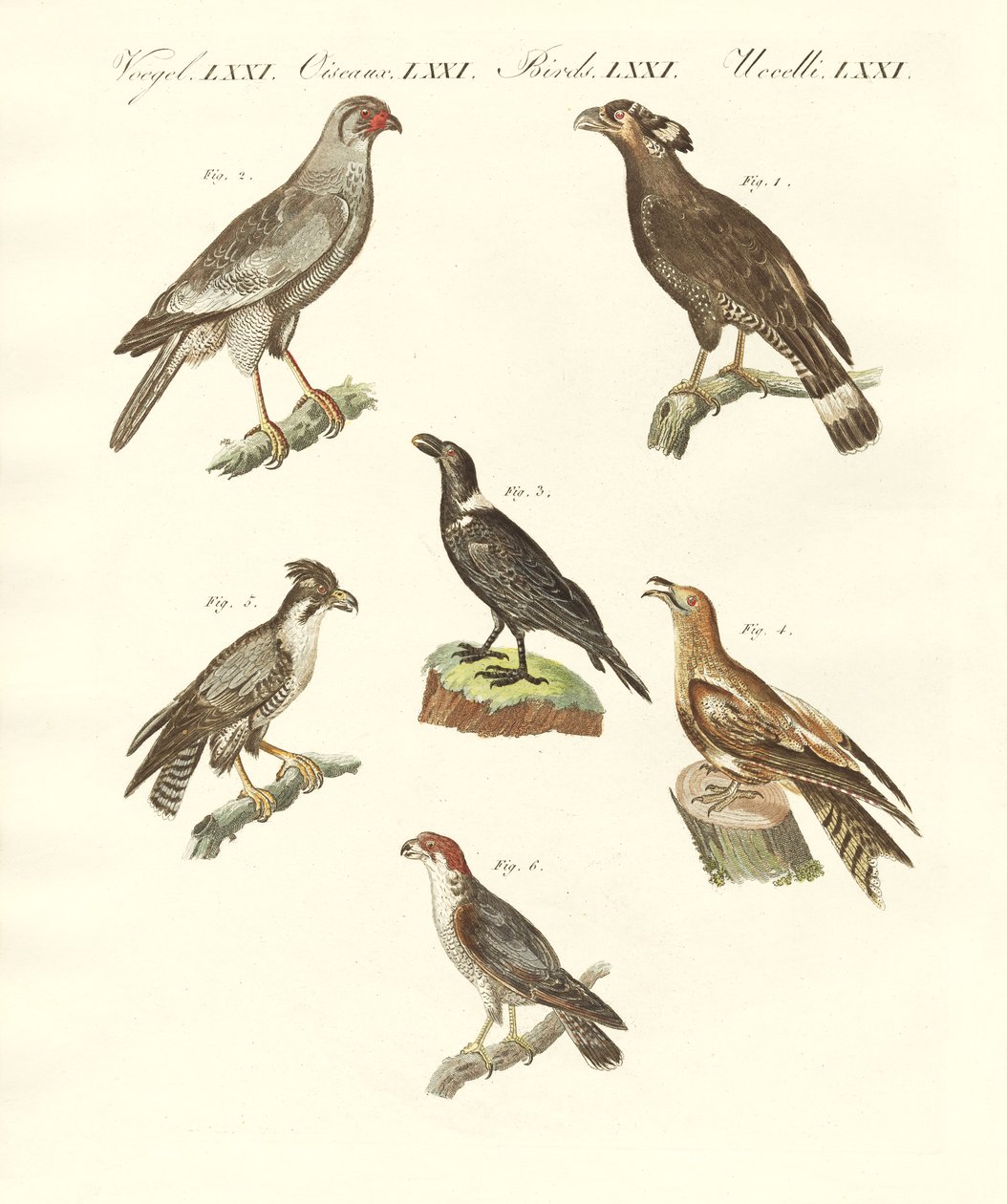 Oiseaux africains - German School