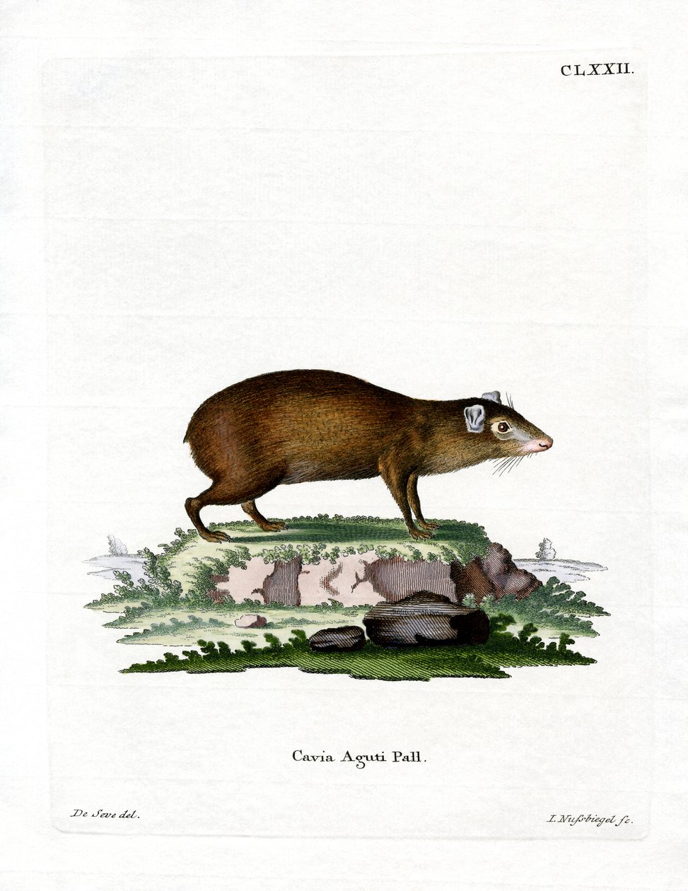 Agouti - German School