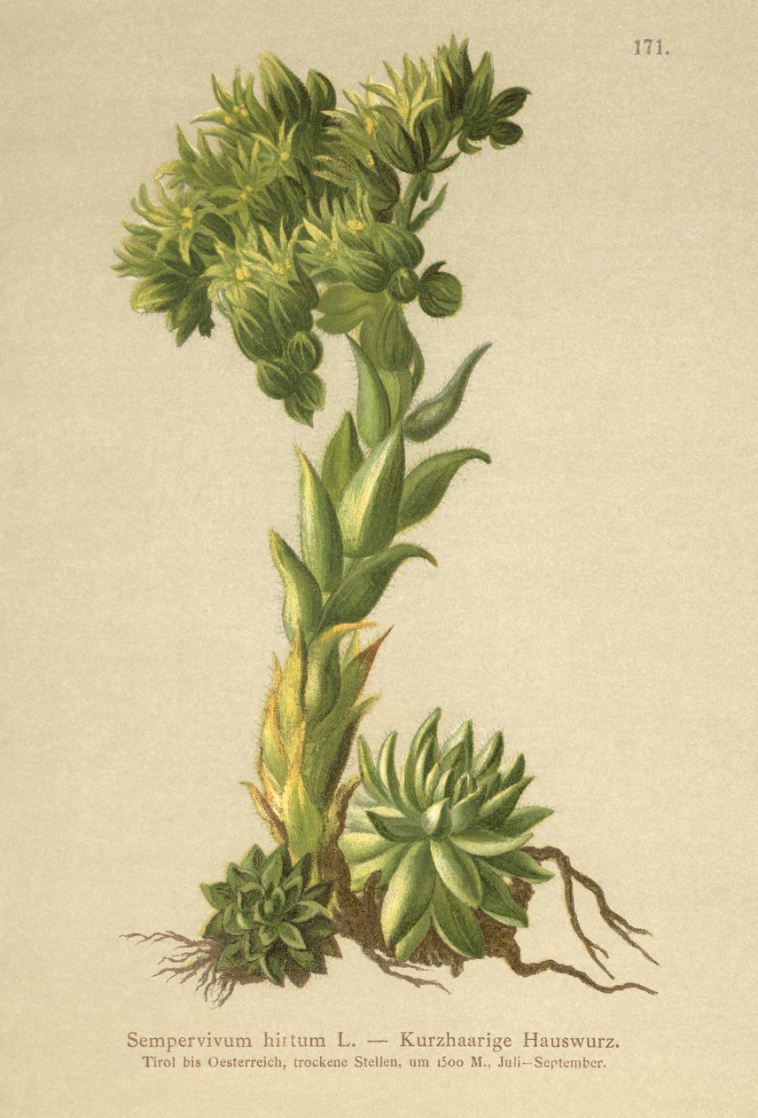 Joubarbe hirsute (Sempervivum hirtum, Jovibarba hirta) - German School