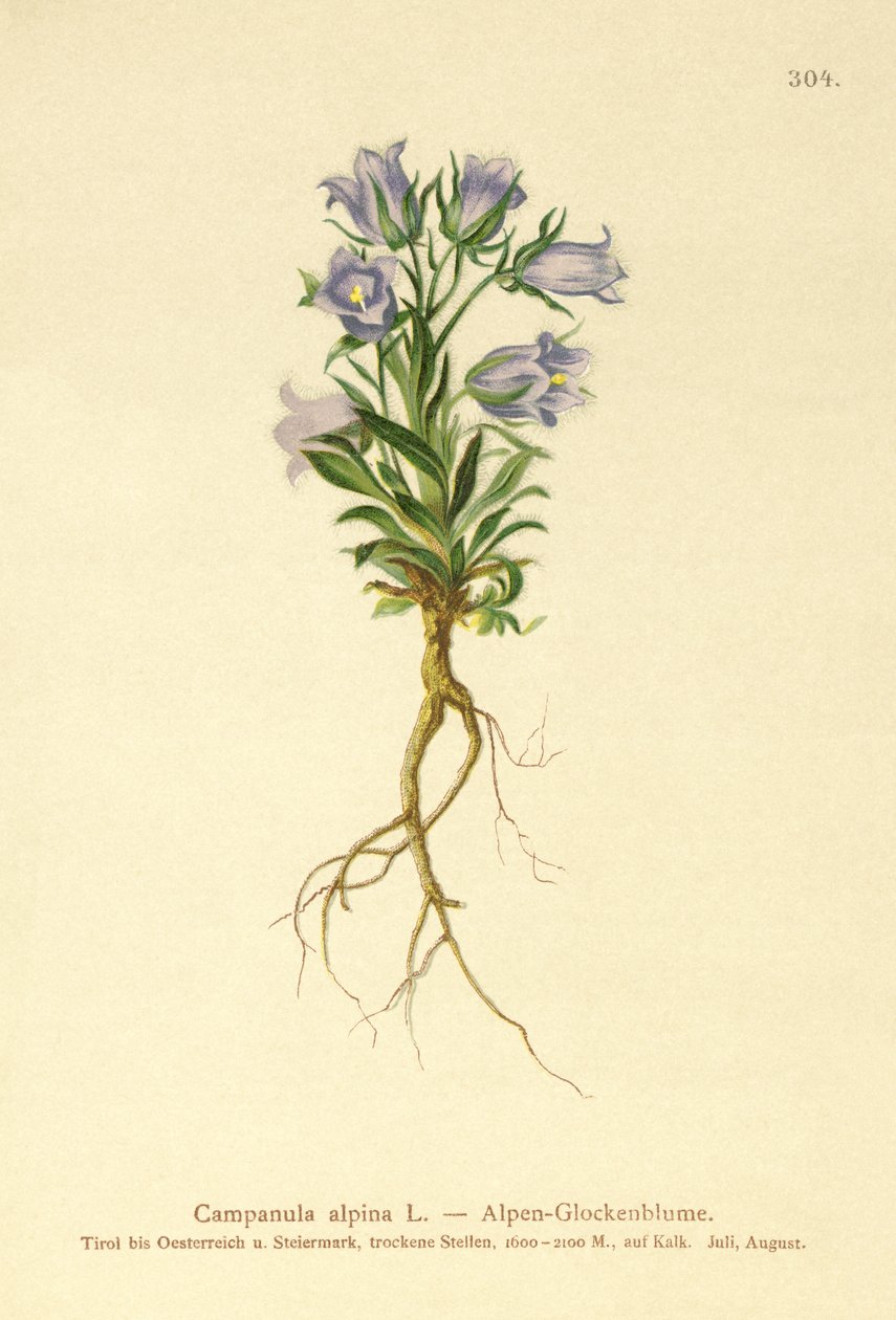 Campanule alpine - German School