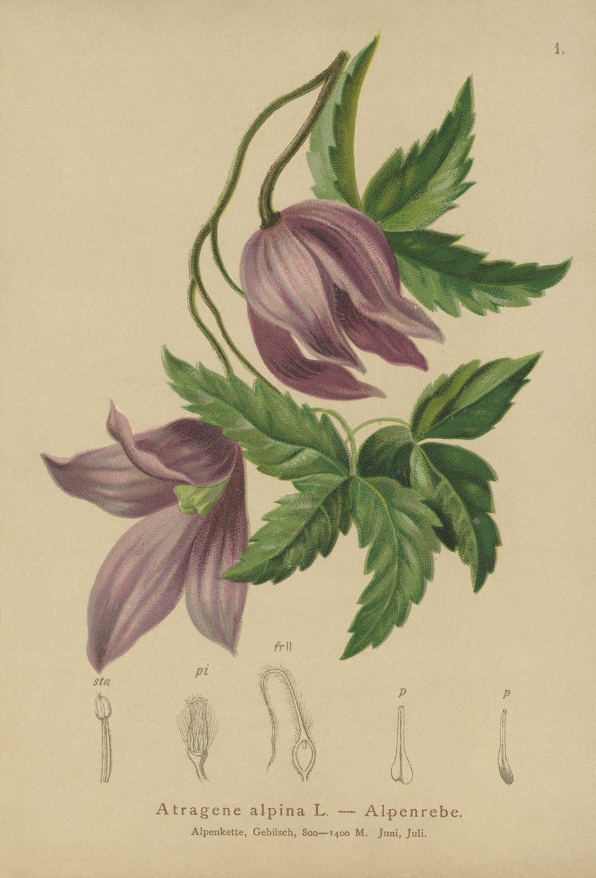 Clématite alpine (Atragene alpina, Clematis alpina) - German School