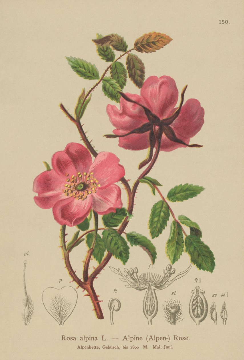 Rosier des Alpes (Rosa alpina) - German School