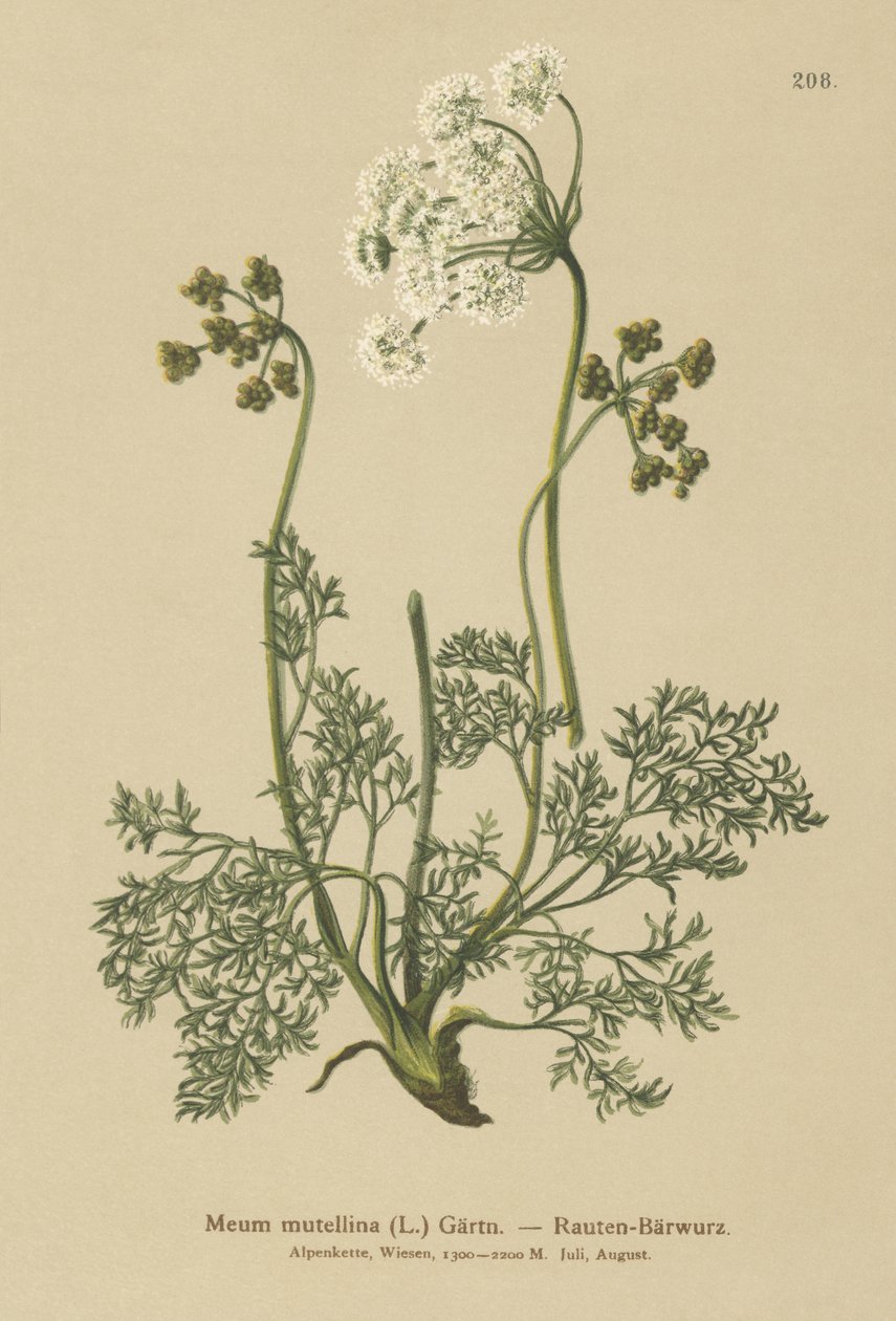 Livèche alpine (Meum mutellina, Ligusticum mutellina) - German School