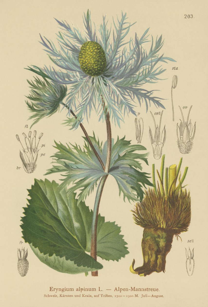 Panicaut des Alpes (Eryngium alpinum) - German School