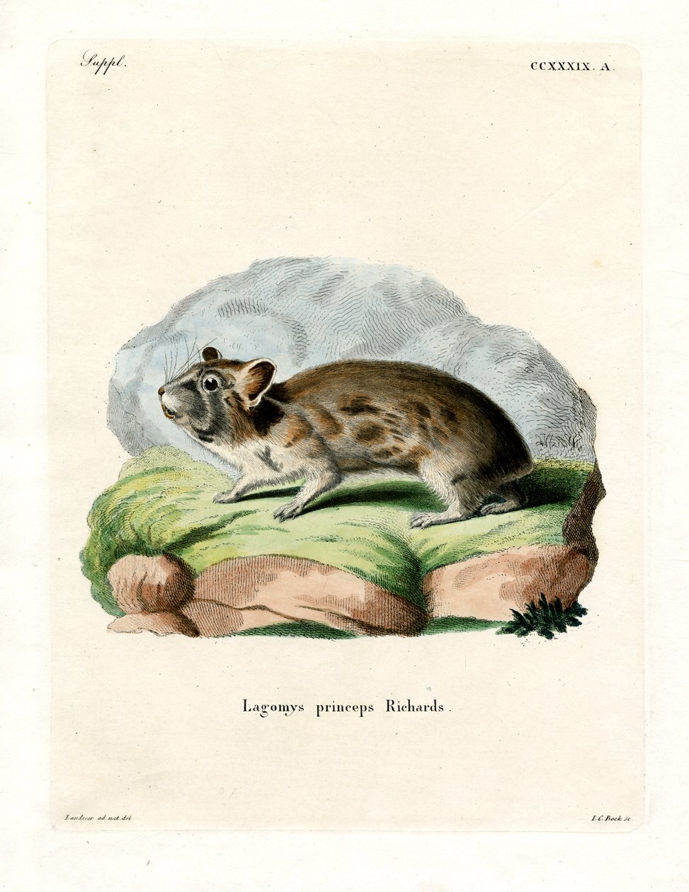 Pika américain - German School
