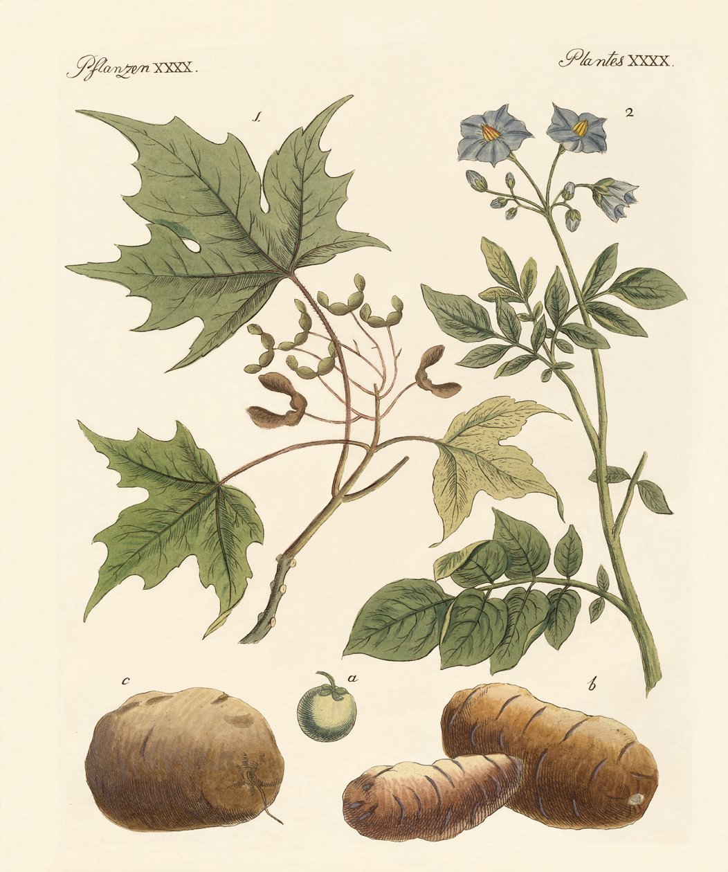 Plantes américaines - German School