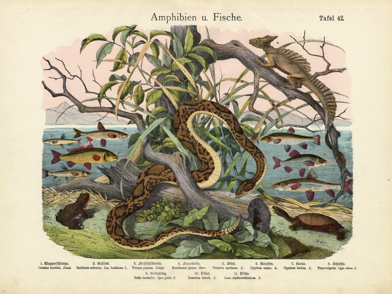 Amphibiens et poissons, vers 1860 - German School