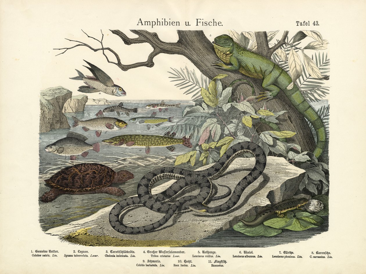 Amphibiens et poissons, vers 1860 - German School