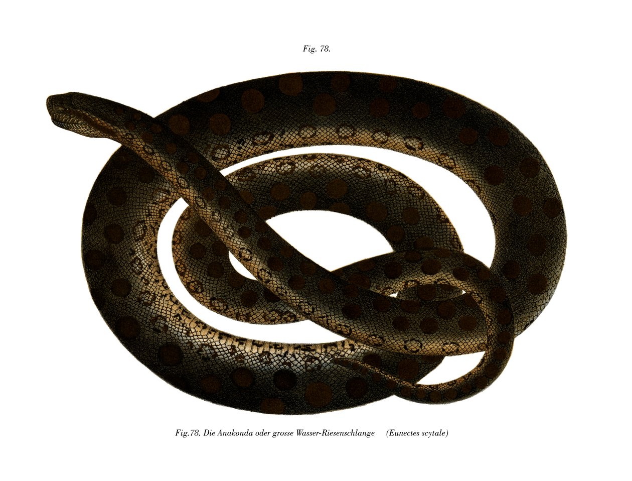 Anaconda - German School