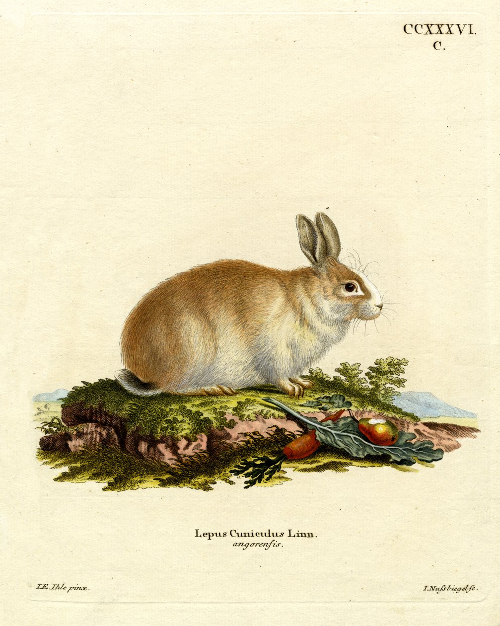 Lapin angora - German School