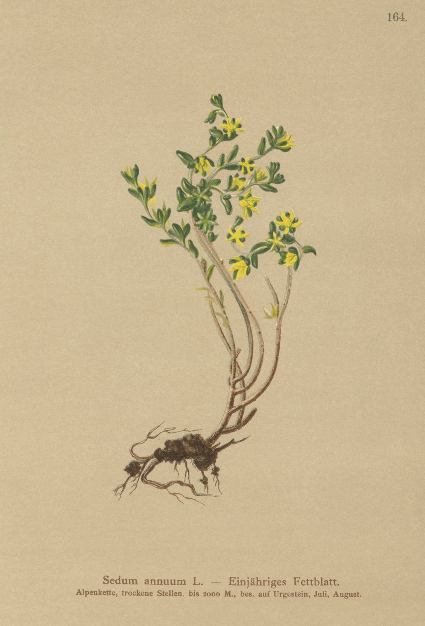 Orpin annuel (Sedum annuum) - German School