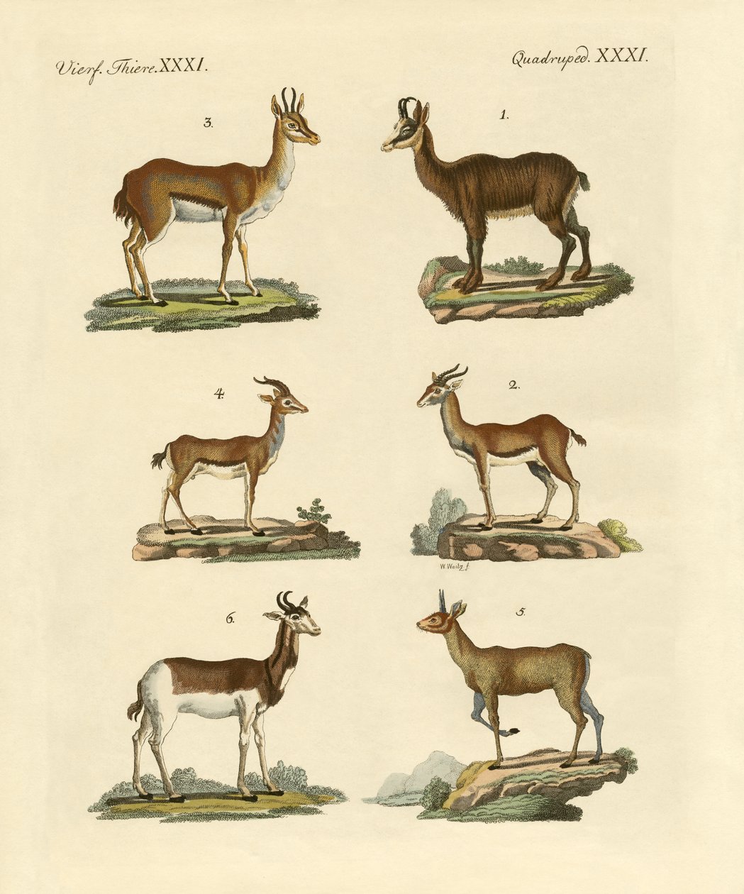 Antilopes et gazelles - German School