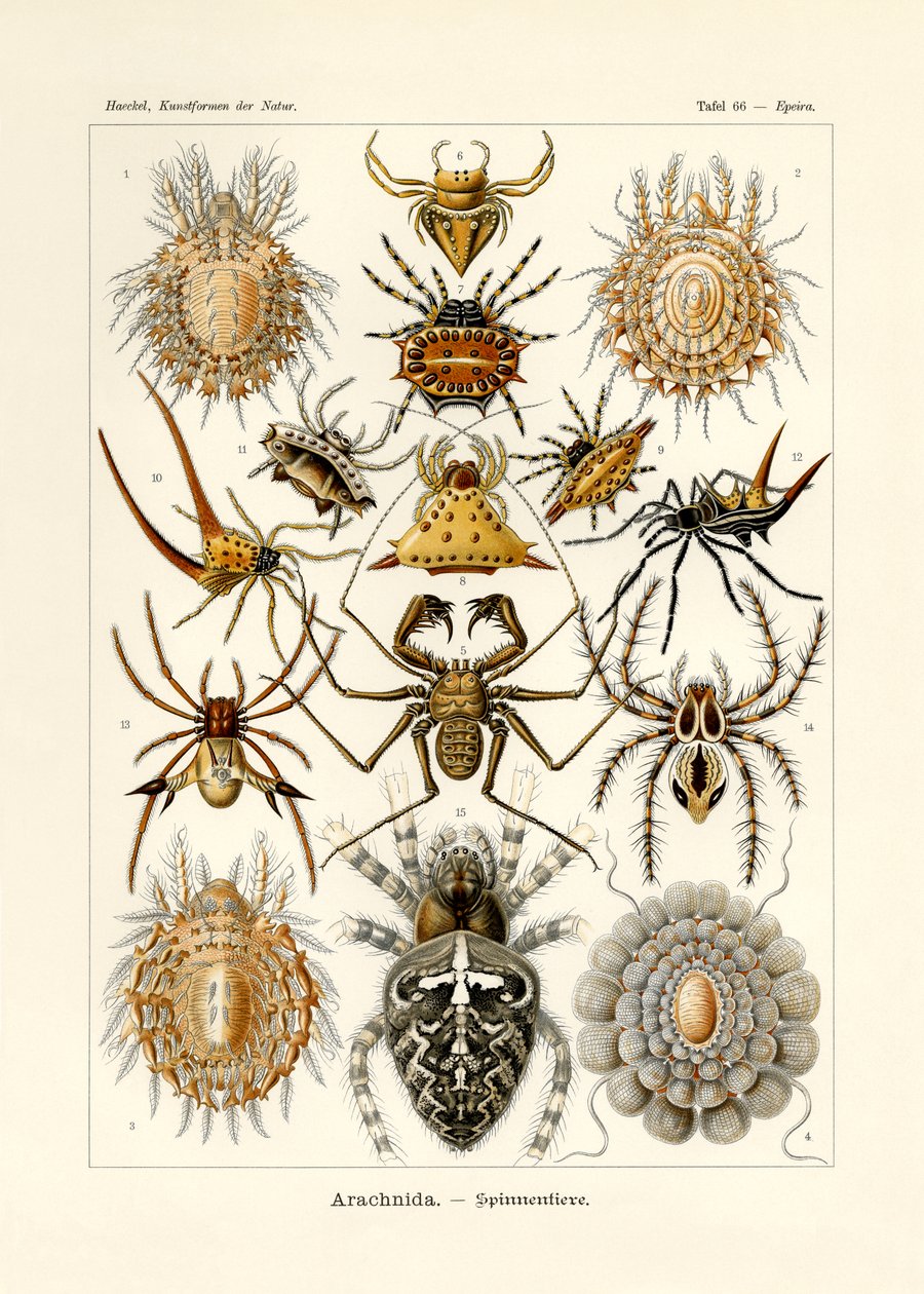 Arachnida - German School