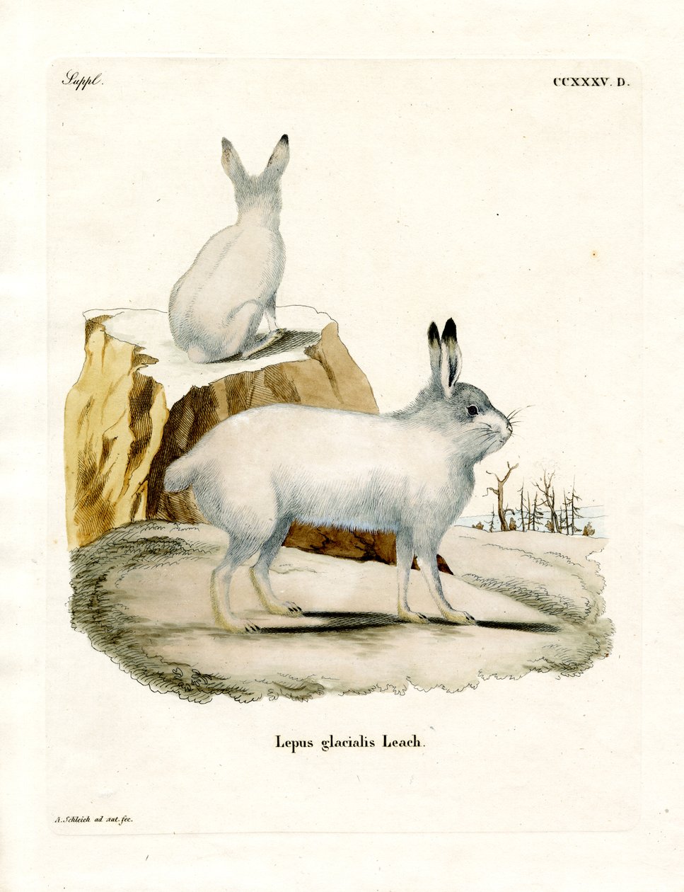 Lièvre arctique - German School