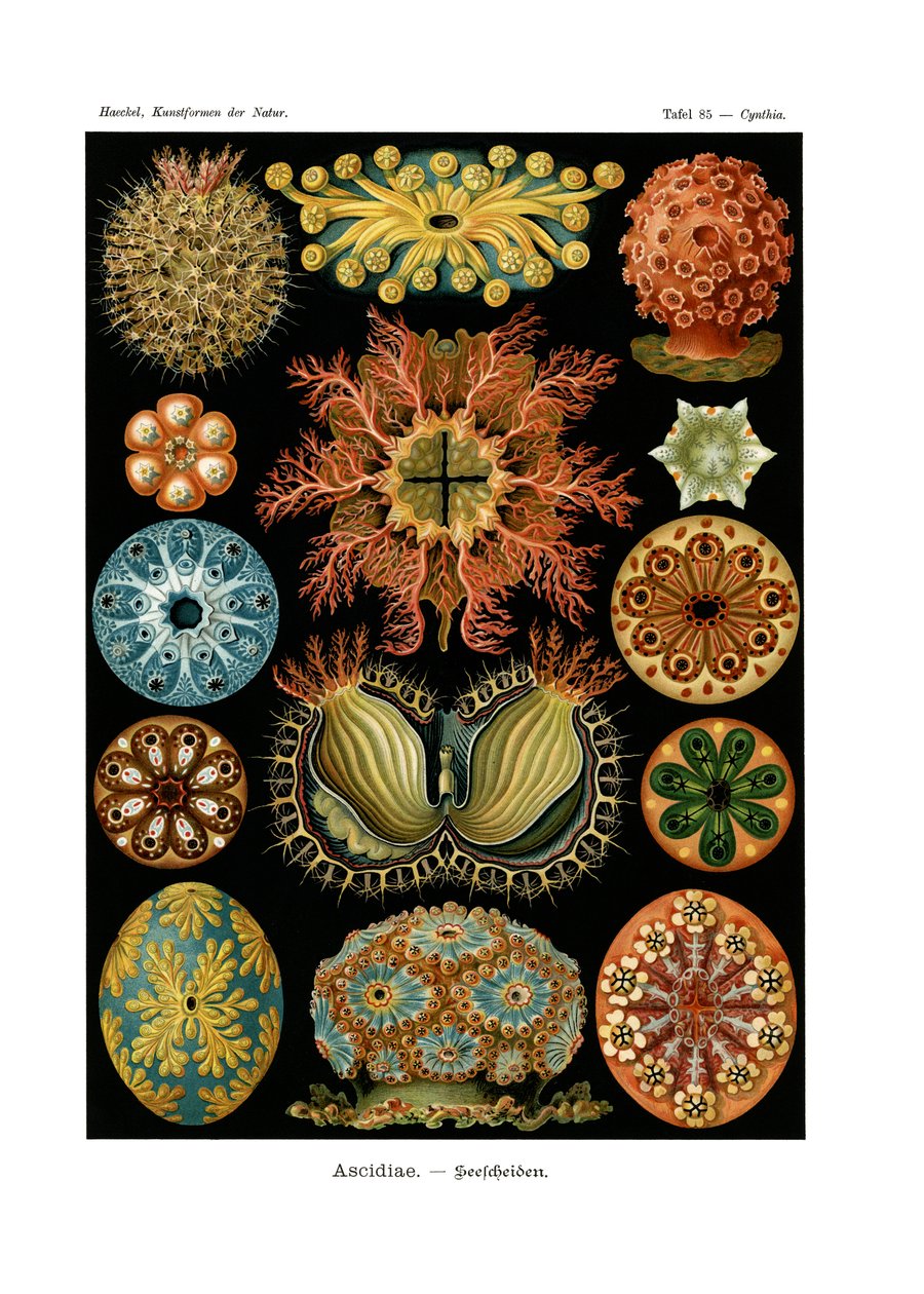 Ascidiae - German School