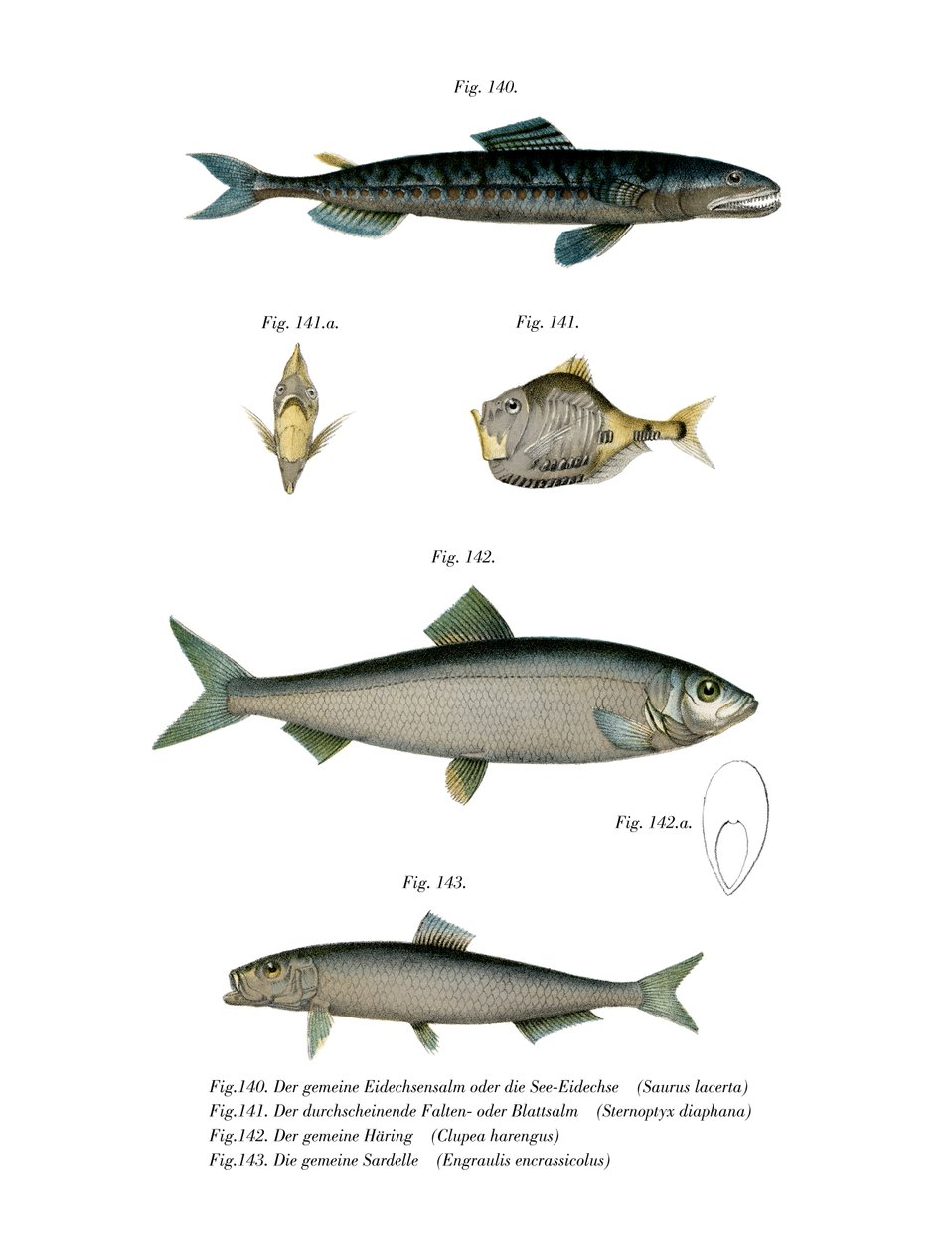 Saury de l