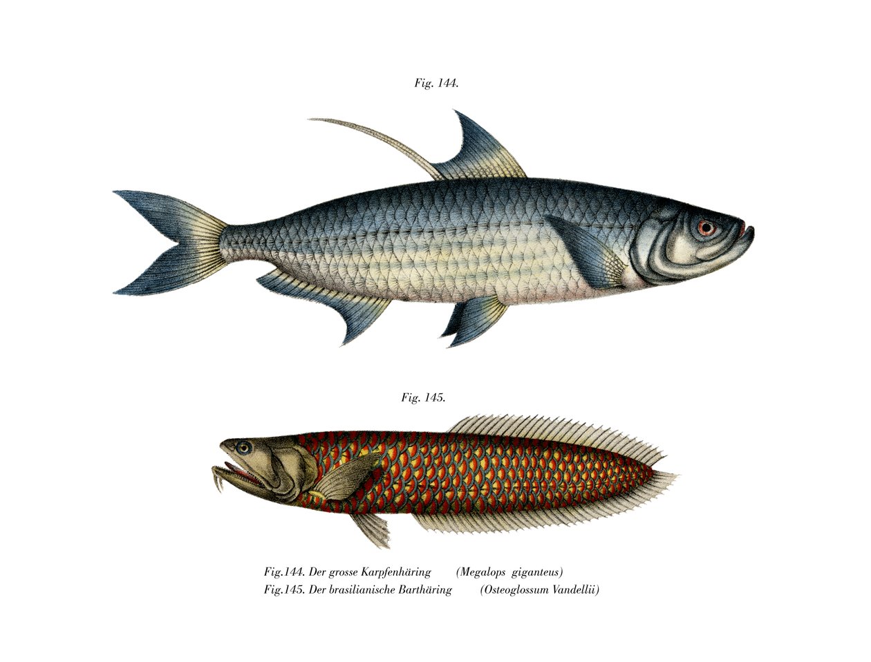 Tarpon de l