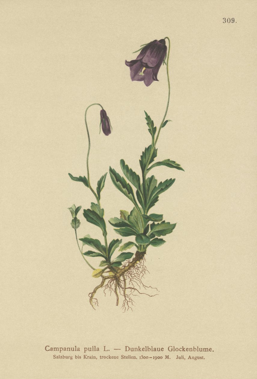 Campanule d