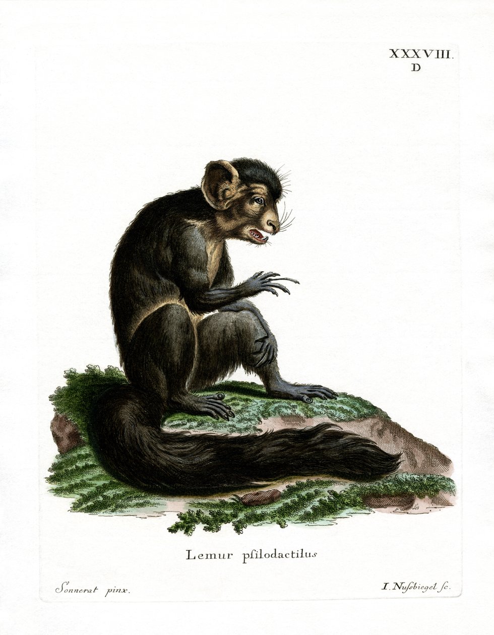 Aye-aye - German School