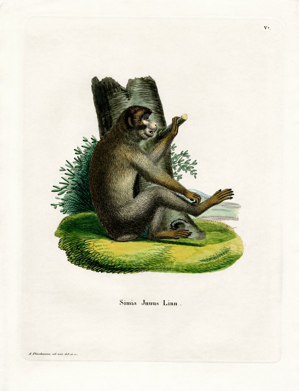 Singe magot - German School