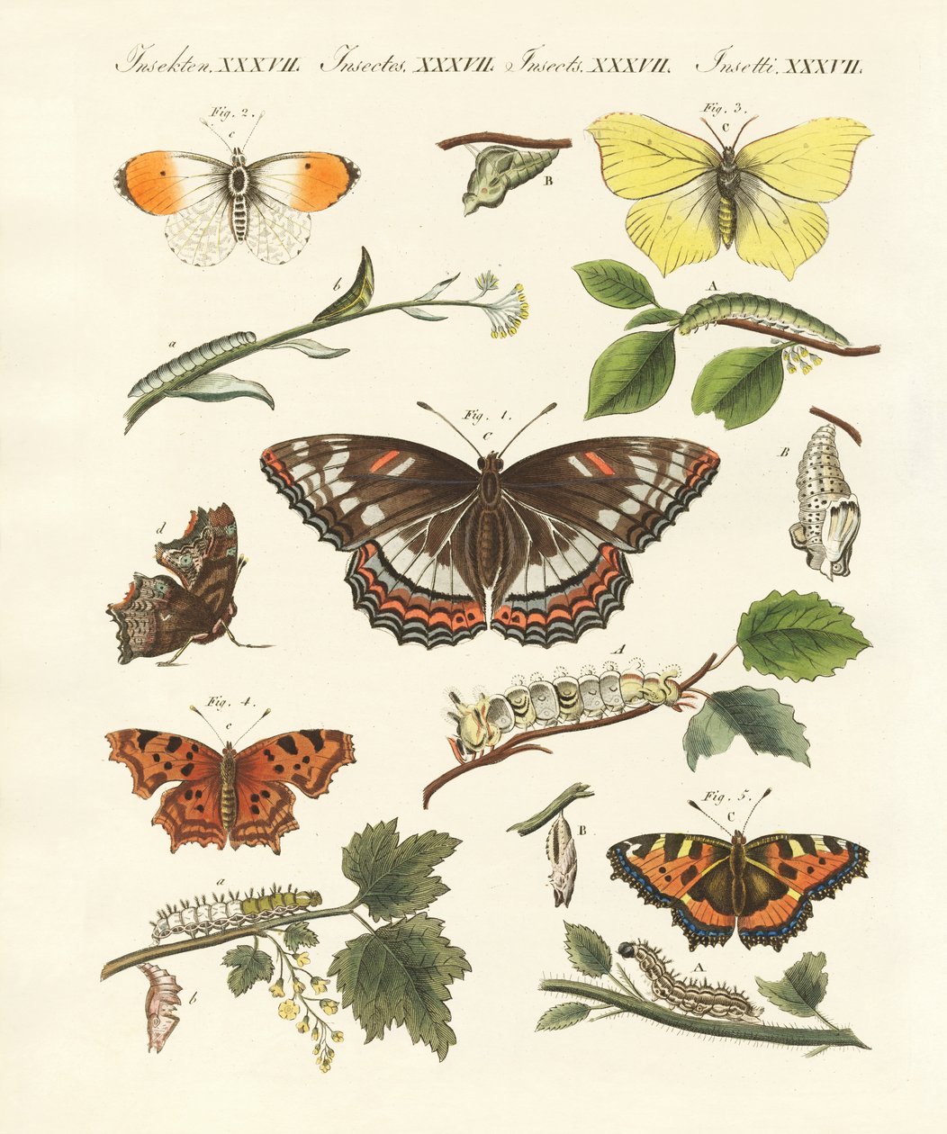 Beaux papillons allemands - German School