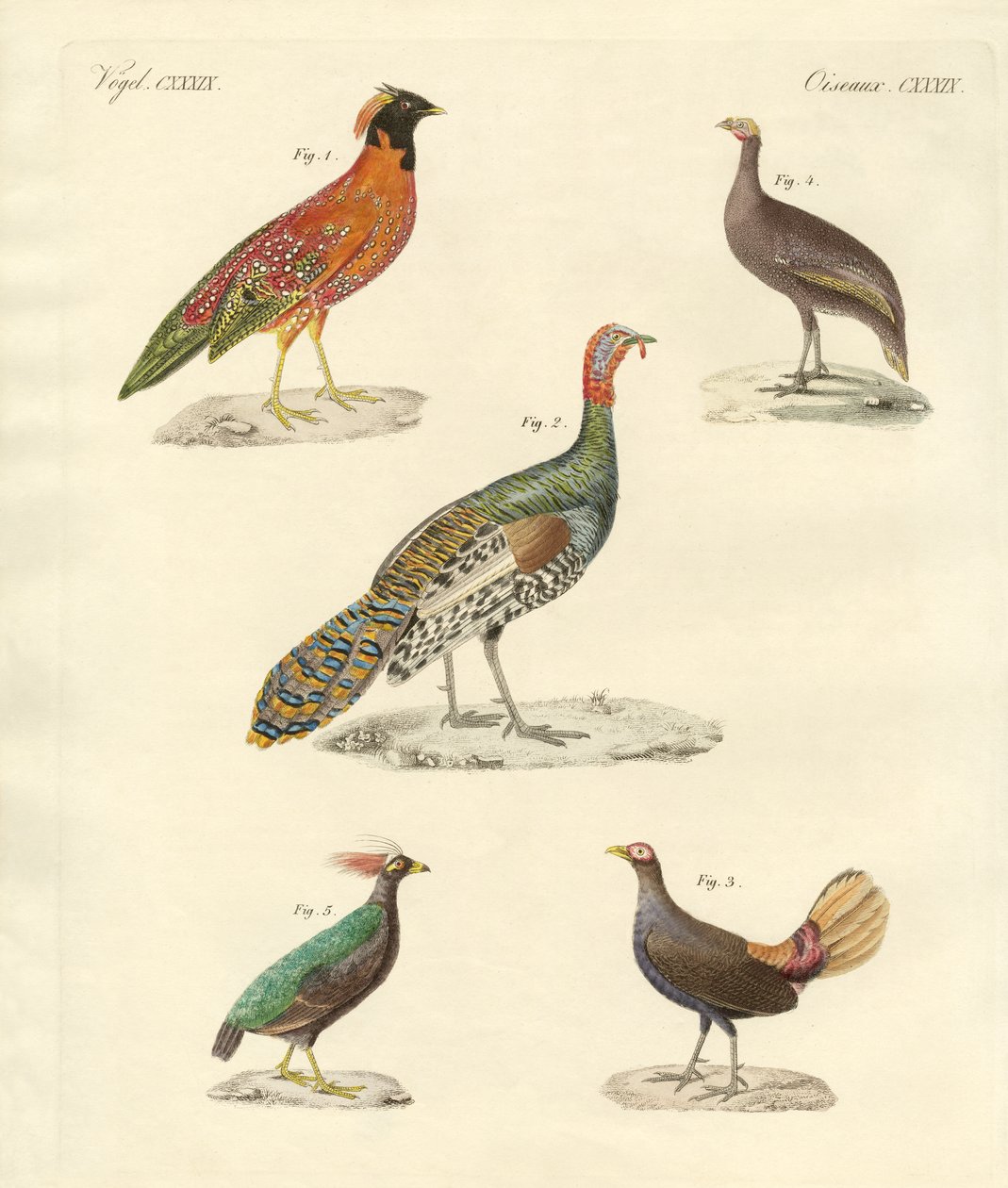 Beaux oiseaux semblables à des poules - German School