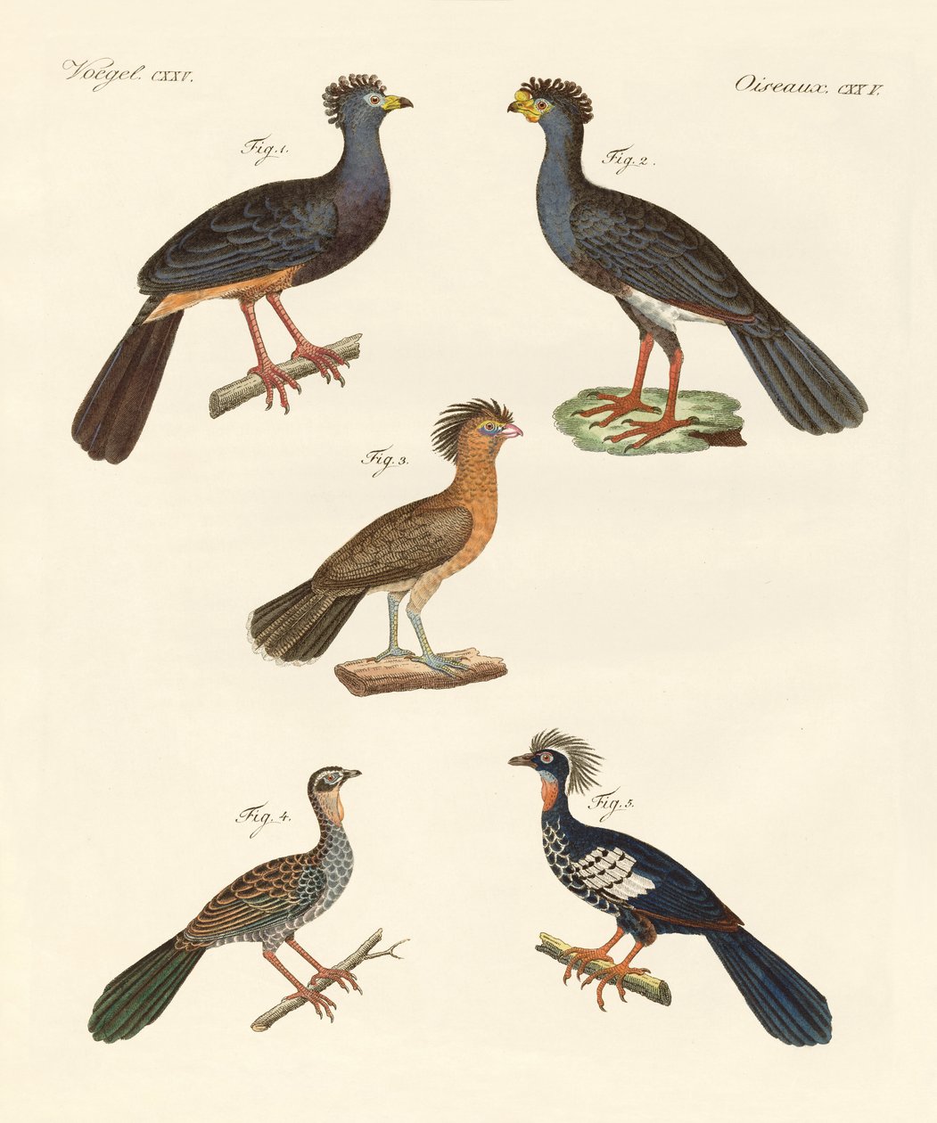 Beaux nouveaux oiseaux - German School