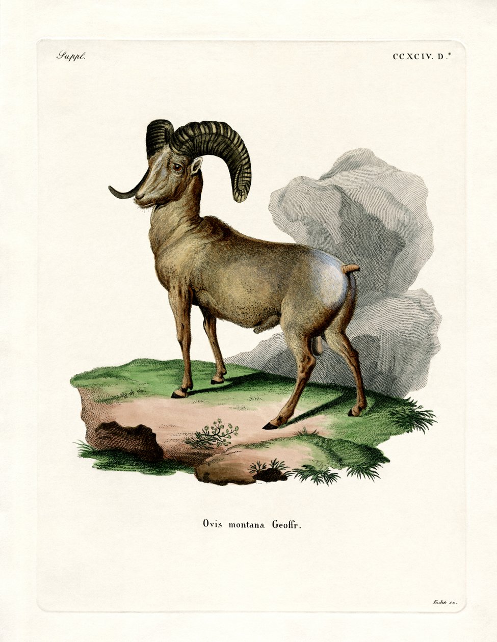 Mouflon canadien - German School
