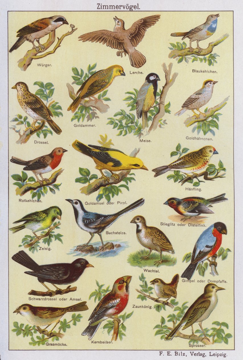 Oiseaux (lithographie couleur) - German School