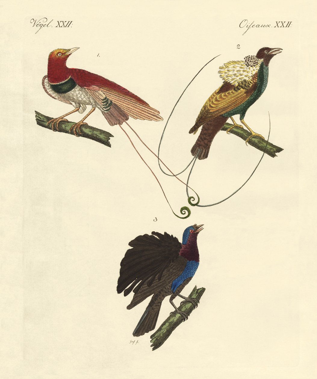 Oiseaux de paradis - German School