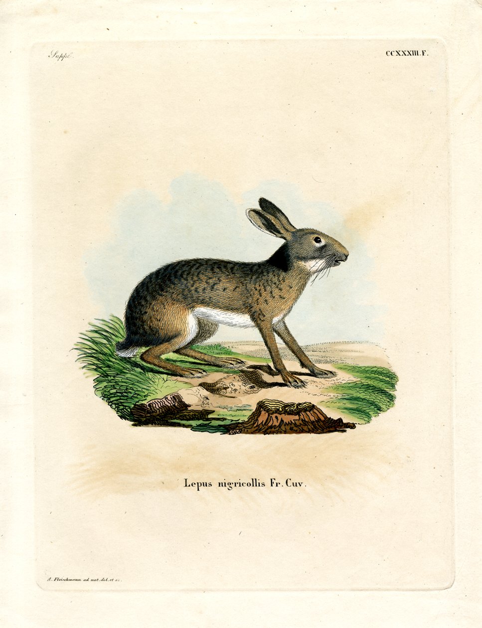 Lièvre à nuque noire - German School