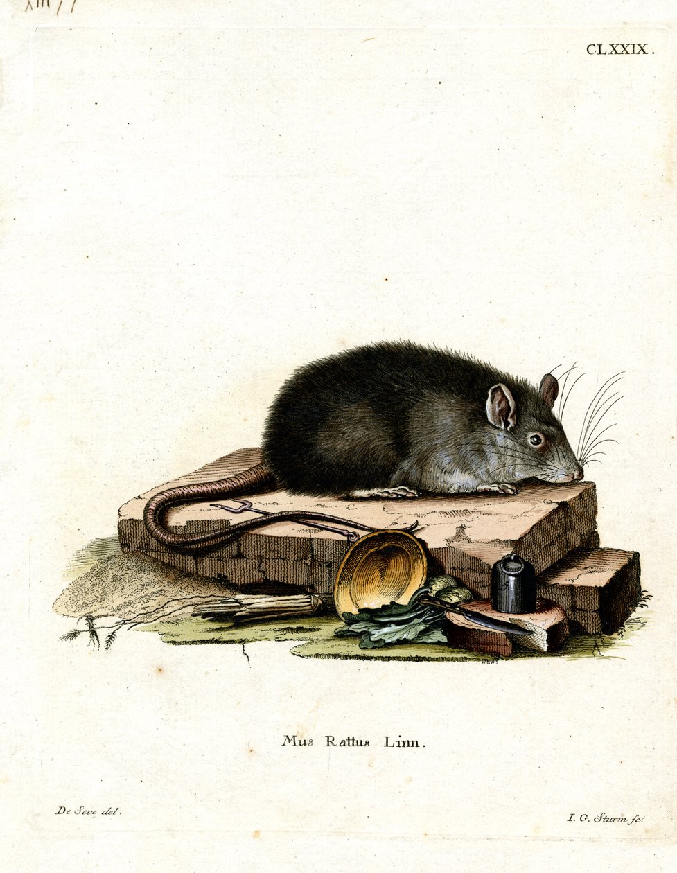 Rat noir - German School