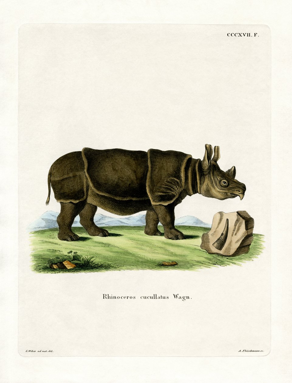 Rhinocéros noir - German School